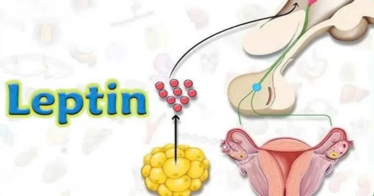 Hormone leptin và vai trò kiểm soát cân nặng ít người biết