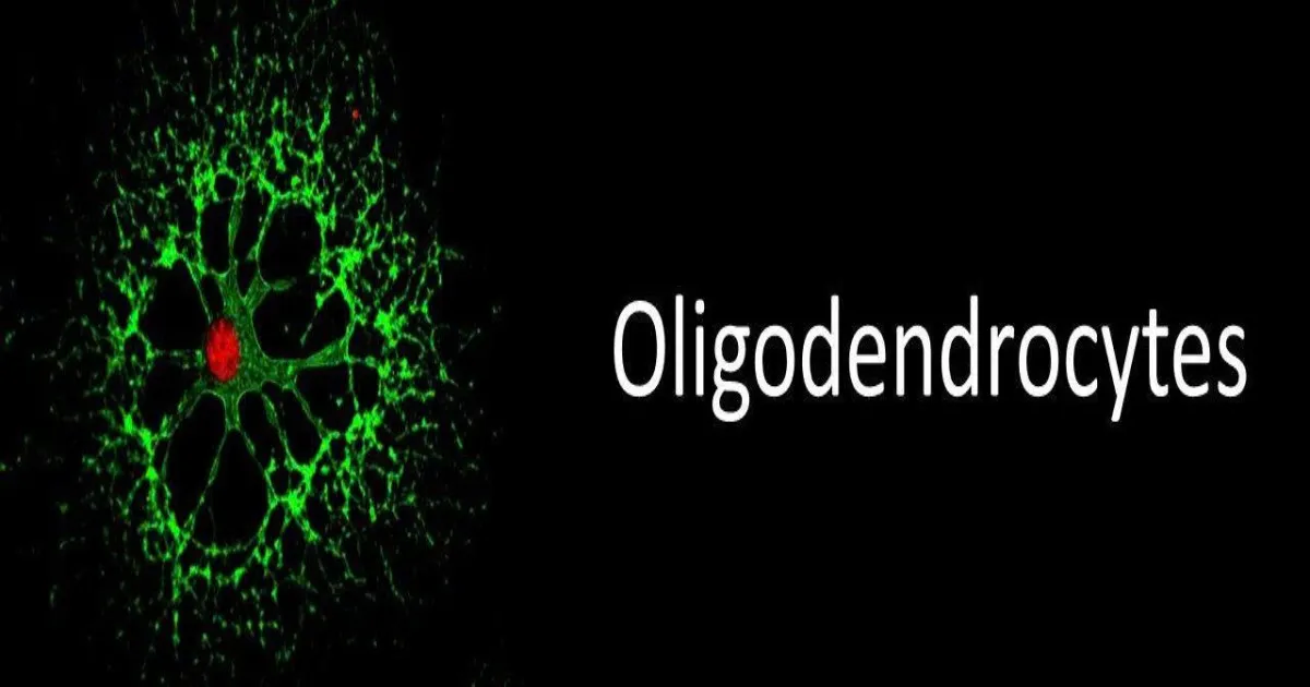 Oligodendrocytes là gì? Giải mã cơ chế tăng tốc não bộ