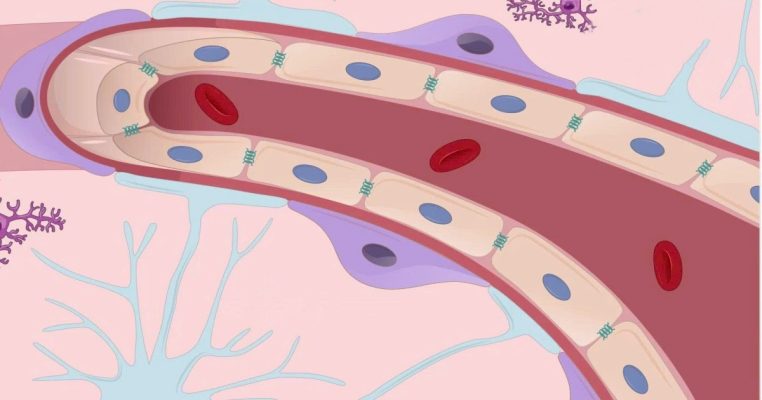 Pericytes là gì? Chìa khóa quan trọng giúp duy trì mạch máu khỏe mạnh và ổn định