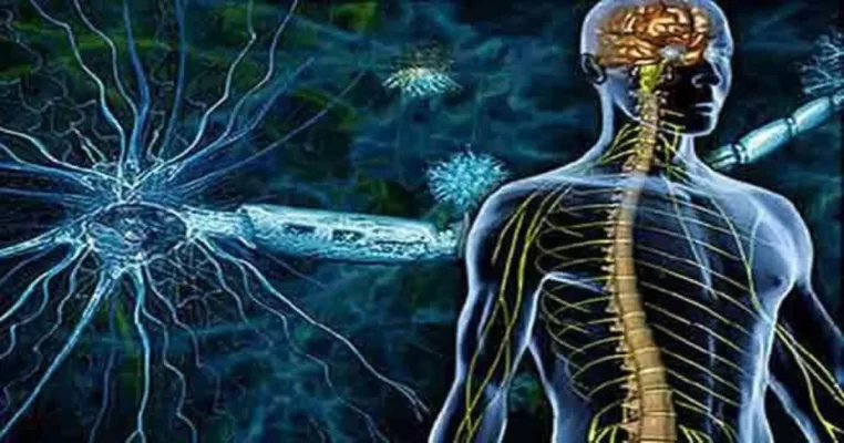 Chức năng duy trì sự sống và vai trò của hệ thần kinh