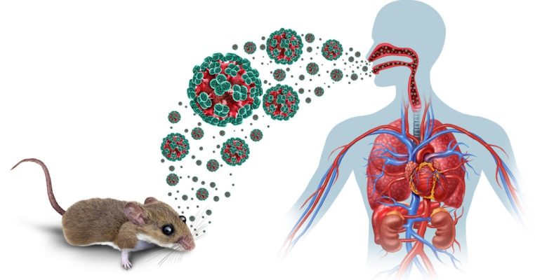 Bác sĩ Drip Hydration giải đáp chi tiết về Virus Hanta