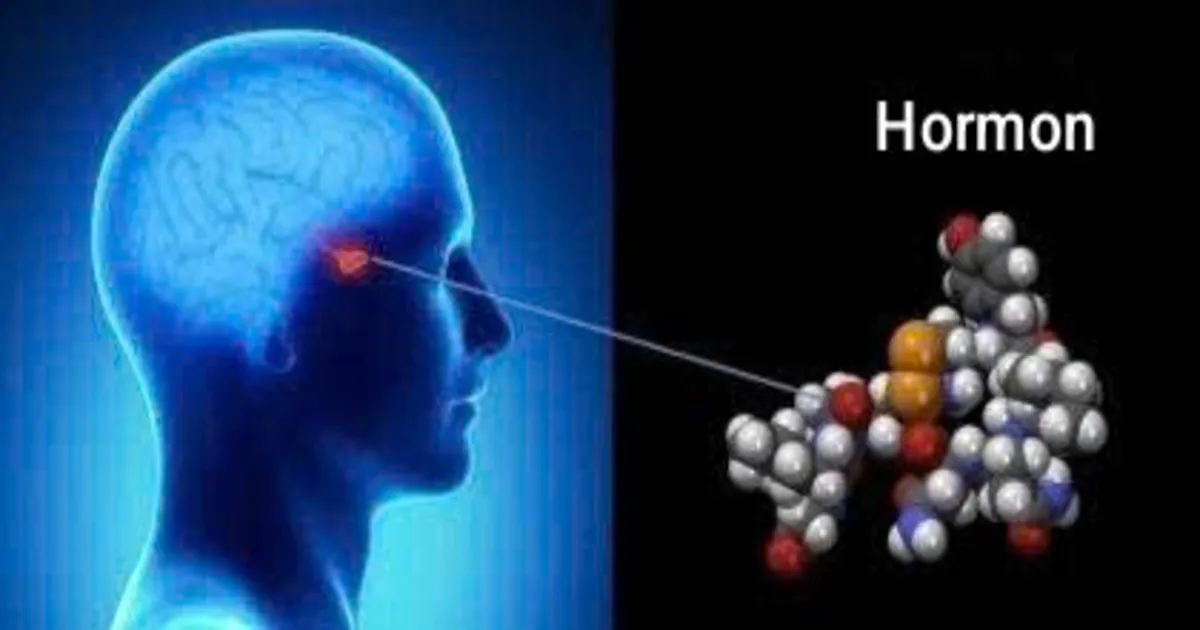 Hormon ảnh hưởng tới não: Vì sao bạn bị stress kéo dài và khó kiểm soát cảm xúc?