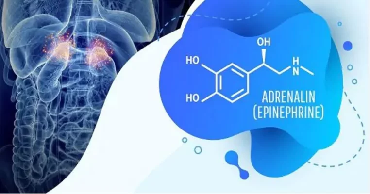 Hormone adrenaline là gì? Khám phá sức mạnh tiềm ẩn trong cơ thể