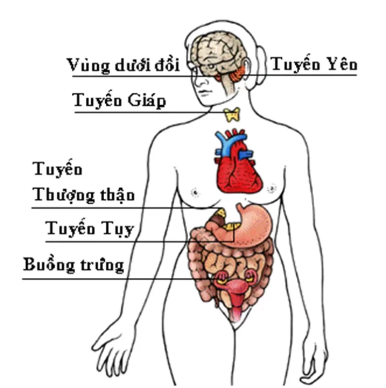 Hormone nữ là hormone được sản xuất chủ yếu từ buồng trứng, tuyến yên và tuyến thượng thận giúp hình thành các đặc điểm nữ tính (Nguồn: Internet)