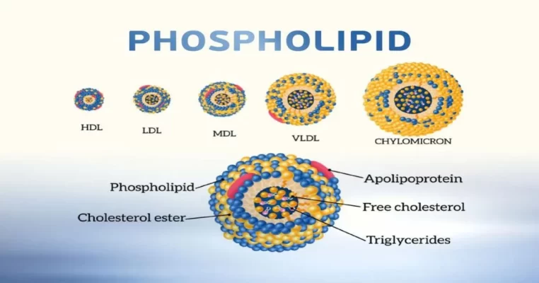 Phospholipid - Vai trò quan trọng với sức khỏe và não bộ