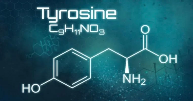 Tyrosine là gì - Axit amin đằng sau năng lượng của não