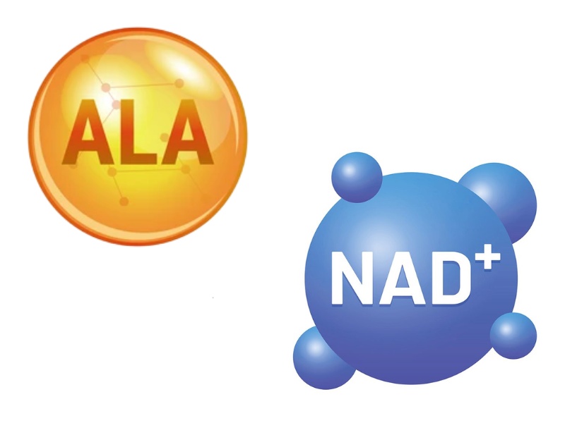 ALA hỗ trợ duy trì NAD+ cho tế bào (Nguồn: Internet)