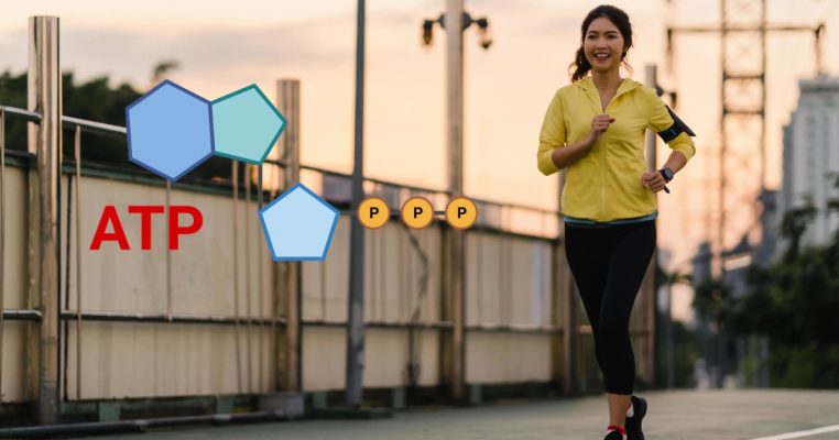Vai trò ATP trong cơ thể và cách tăng ATP tế bào hiệu quả