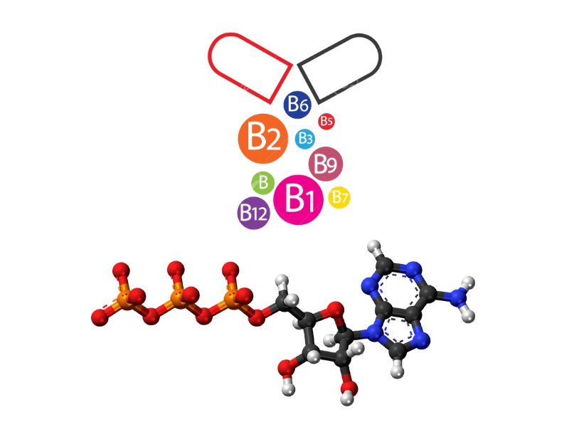 Vitamin B complex tham gia trực tiếp vào các quá trình tạo ATP (Nguồn: Internet)